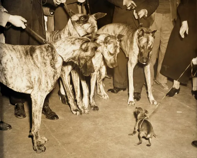 Four Great Danes and a Miniature Pinscher standing face to face, 1937