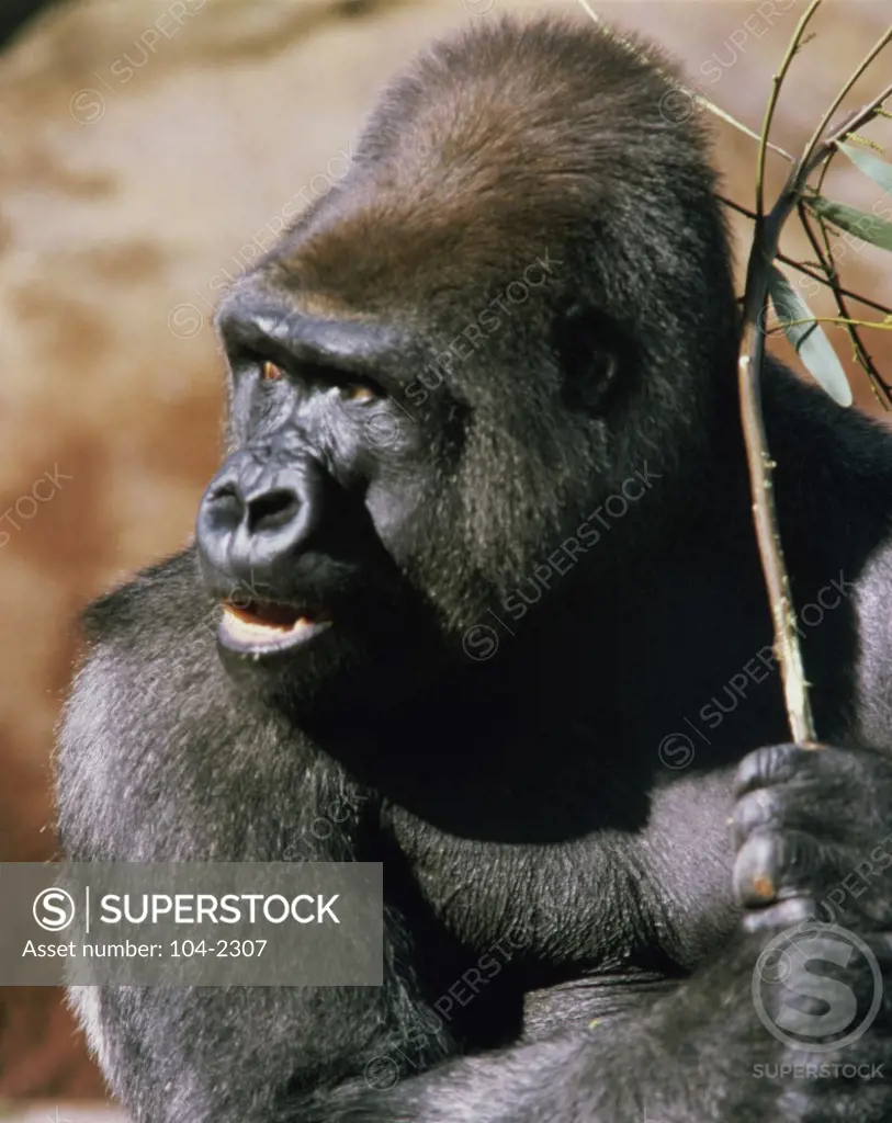 GorillasAfrica