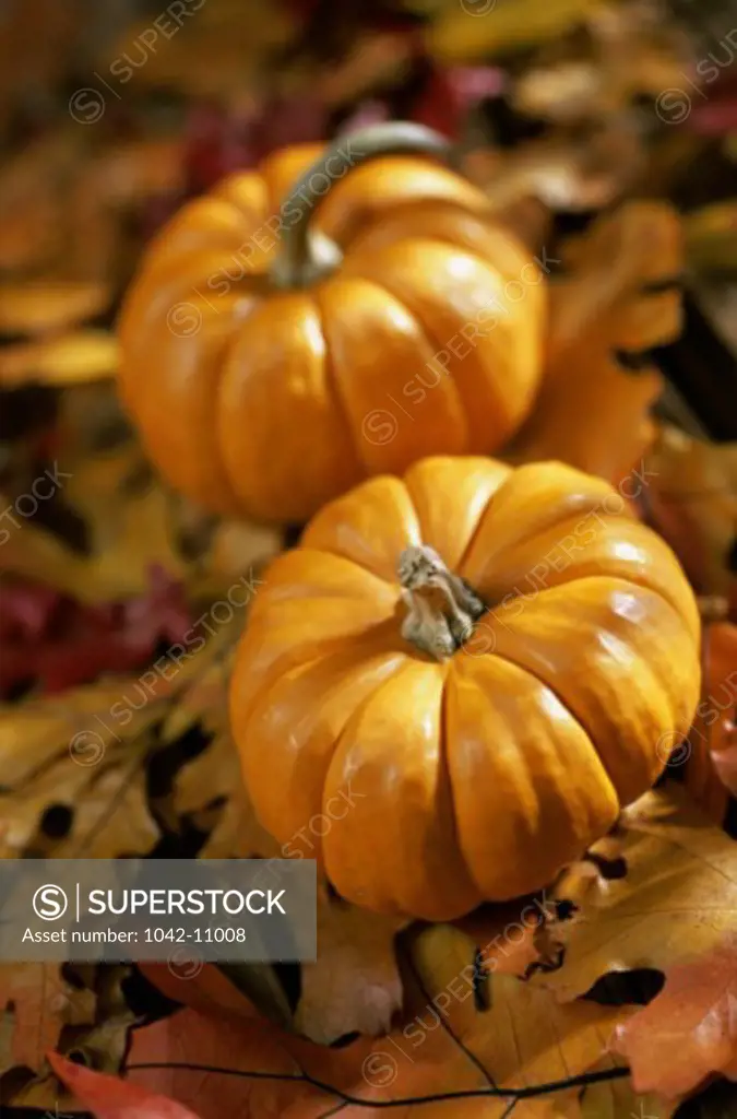 Close-up of two pumpkins on leaves