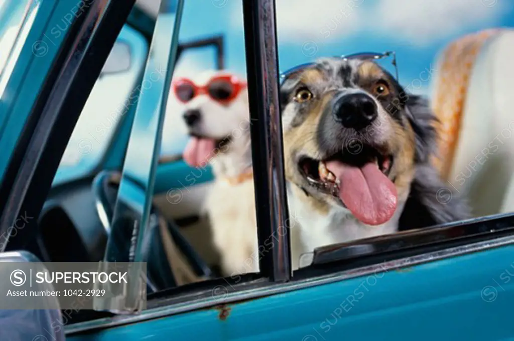 Close-up of two dogs in a convertible car