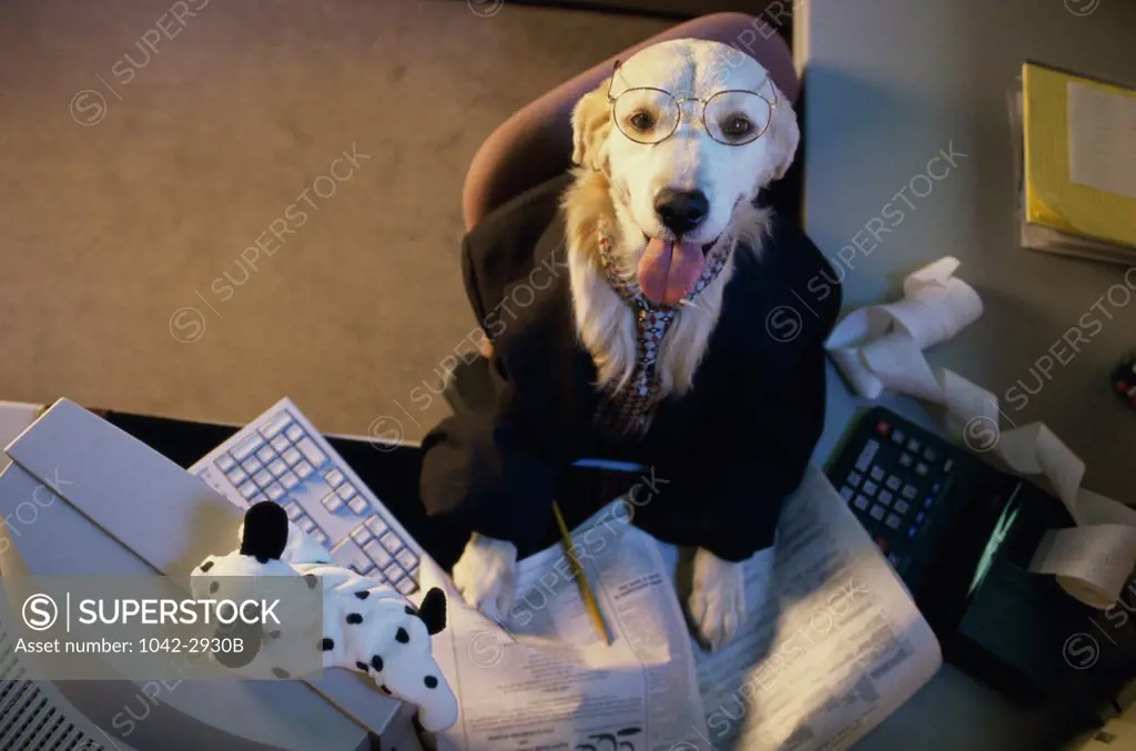 Portrait of a Golden Retriever in a business suit sitting in front of a computer