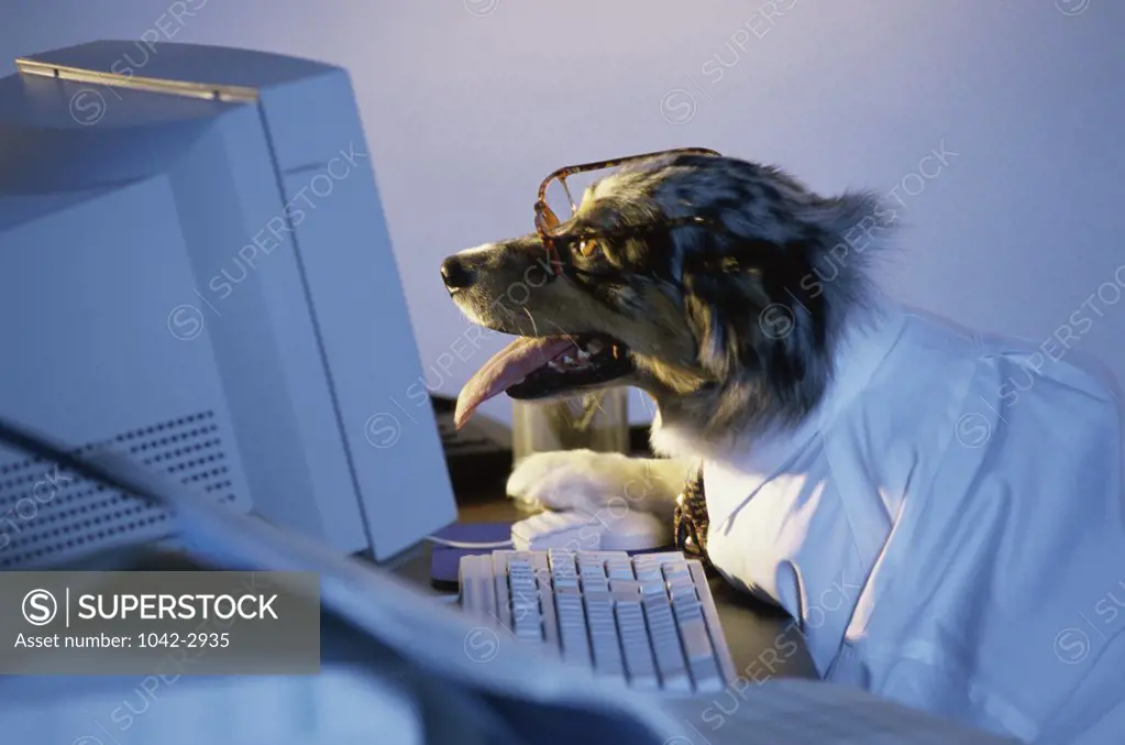 Side profile of a dog using a computer
