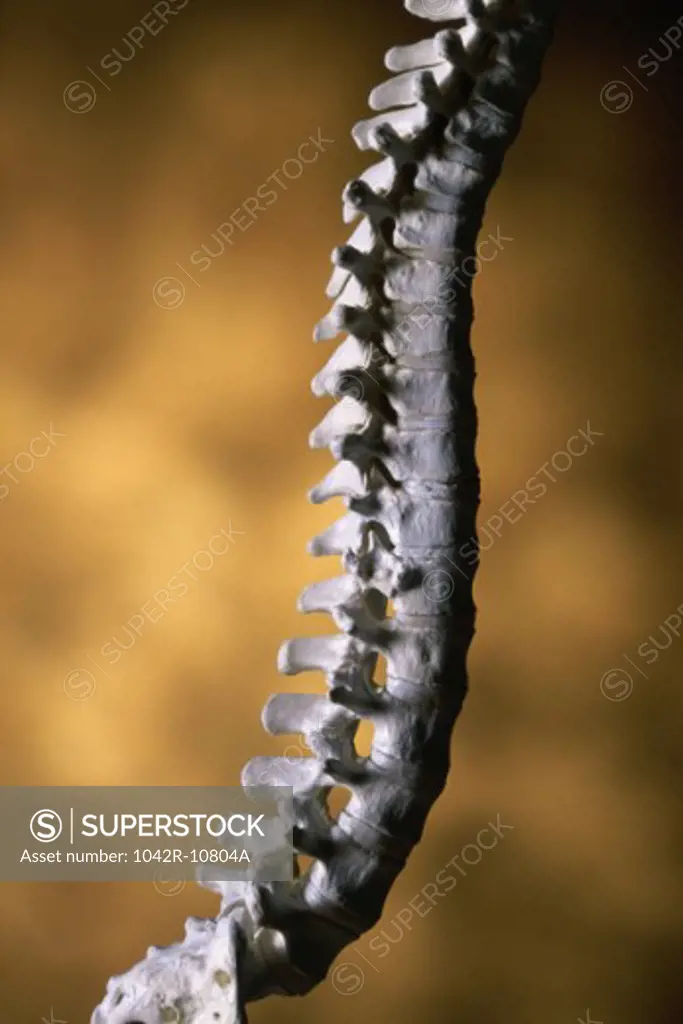Close-up of a human spine
