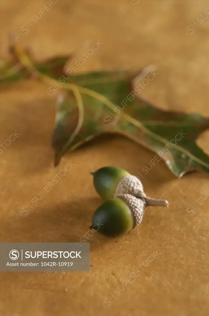 Close-up of a dried leaf and acorn nuts