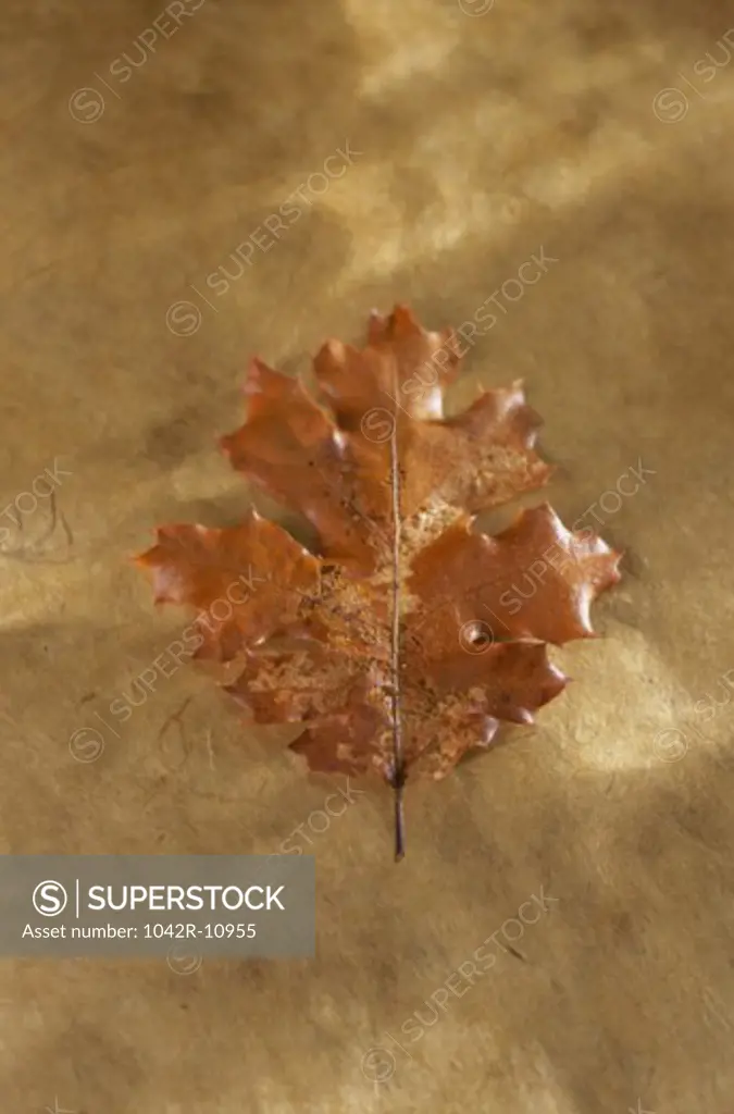 Close-up of a dry maple leaf