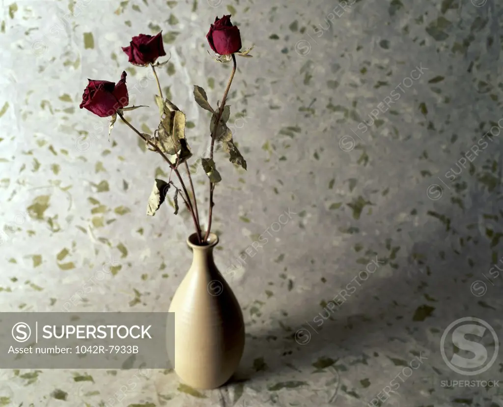 Withered red roses in a vase