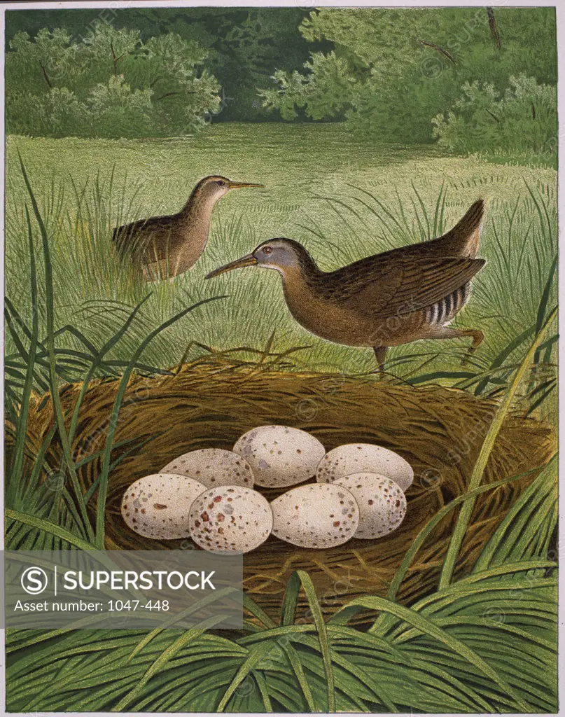 A Pair of Virginia Rail and their Nest Filled with Eggs  1882 Thomas Gentry Chromolithograph 