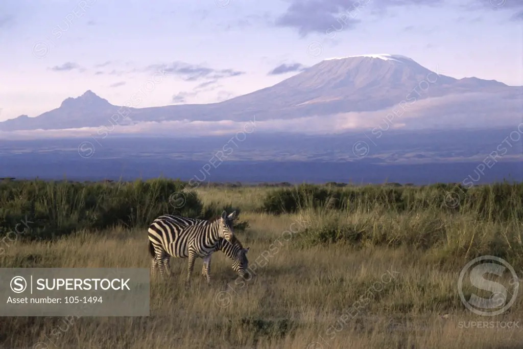 Zebras Amboseli National Park Kenya