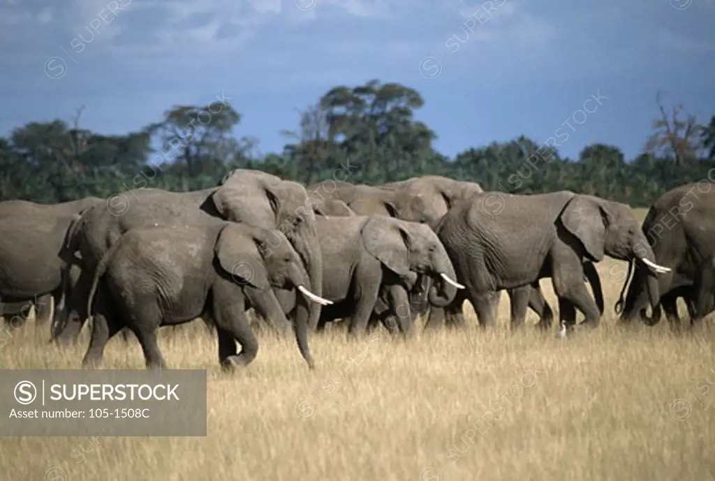 Herd of African elephants (Loxodonta africana) walking in a forest, Amboseli National Park, Kenya
