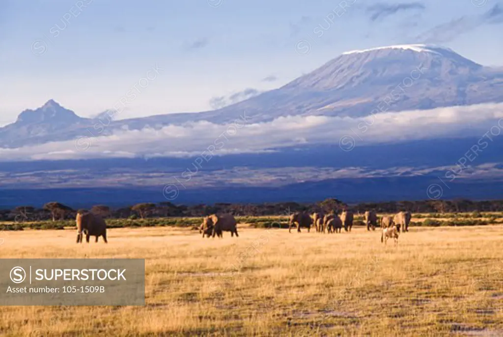 Herd of African elephants (Loxodonta africana) in a field, Amboseli National Park, Kenya