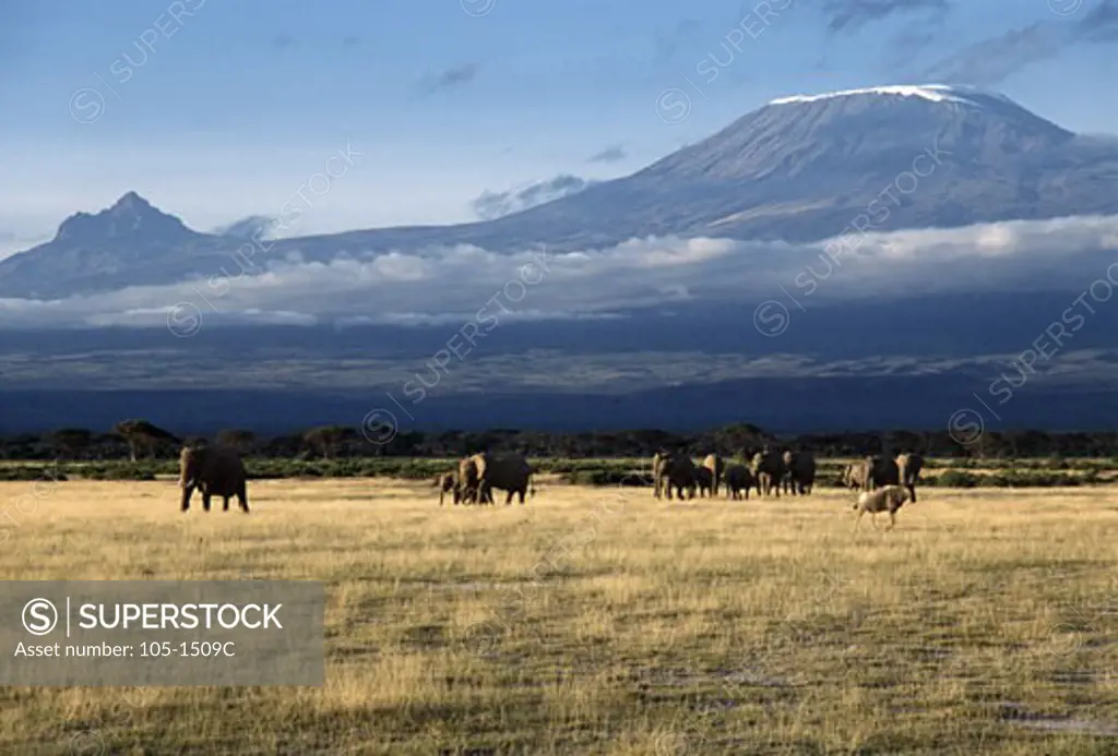 Herd of African elephants (Loxodonta africana) standing in a field, Amboseli National Park, Kenya