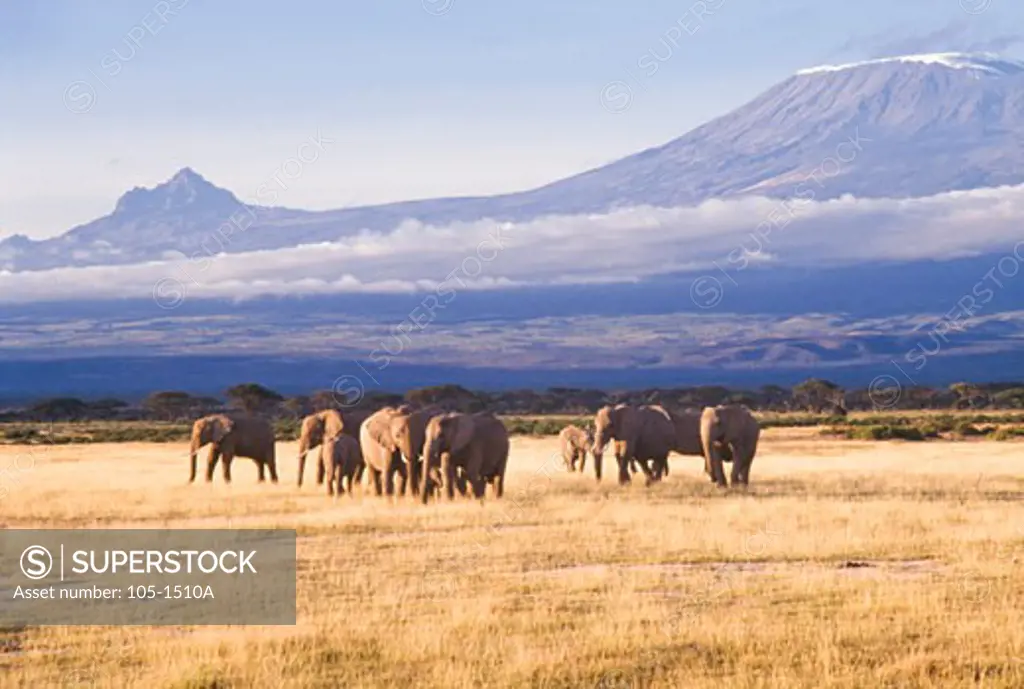 Herd of African elephants (Loxodonta africana) in a field, Amboseli National Park, Kenya