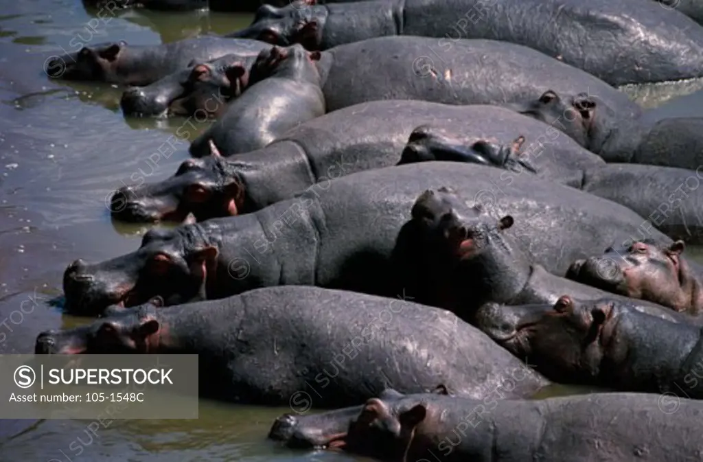 Wild Hippopotamuses in water, Masai Mara Game Reserve, Kenya