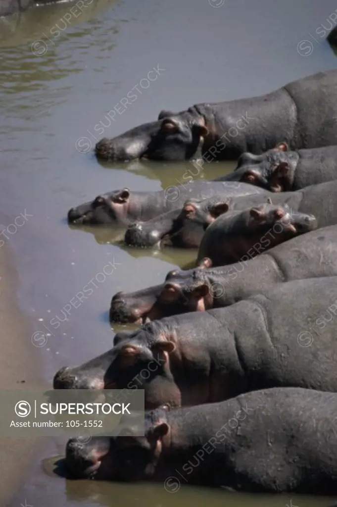 Wild Hippopotamuses in water, Masai Mara Game Reserve, Kenya
