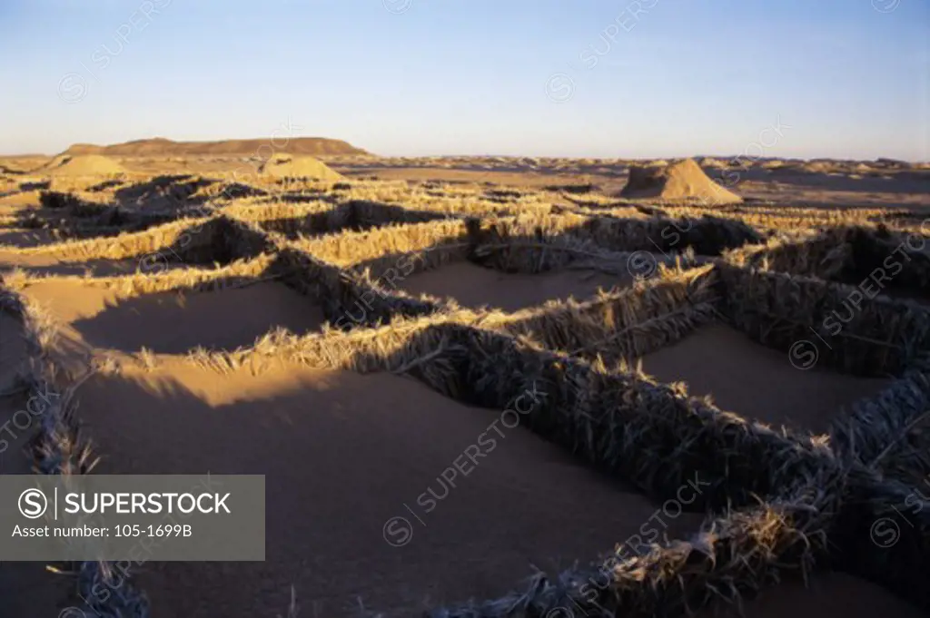 Palm Frond Barriers Morocco