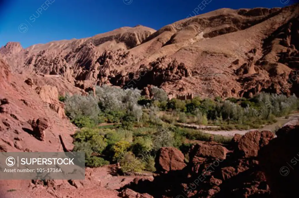 Plant life in Dades Gorge, Morocco