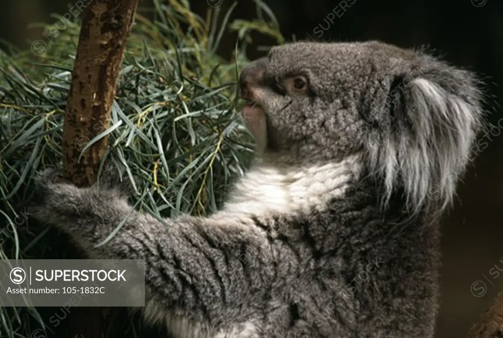 Close-up of a Koala (Phascolarctos cinereus) climbing a branch