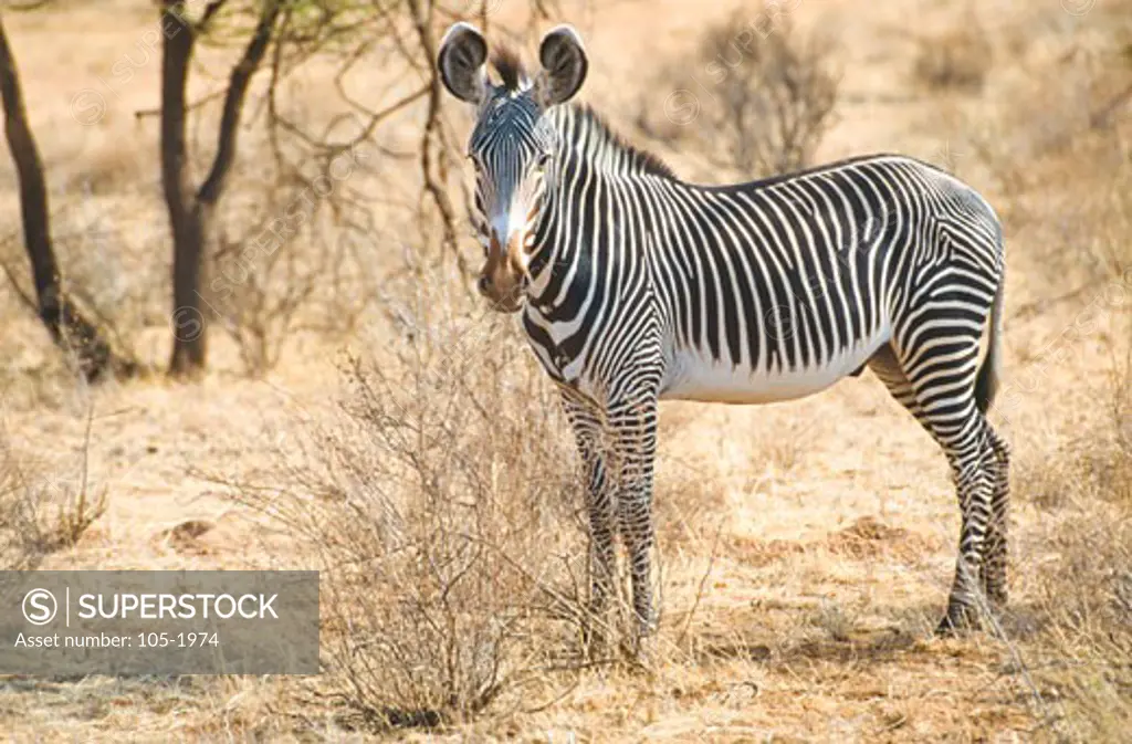 Grevy's Zebra (Equus grevyi) standing in a forest, Samburu National Park, Kenya