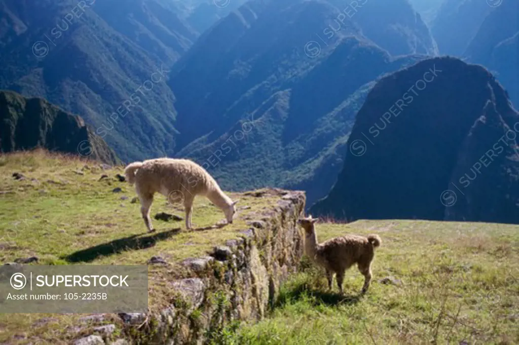 Two Llamas, Machu Picchu (Incan), Peru