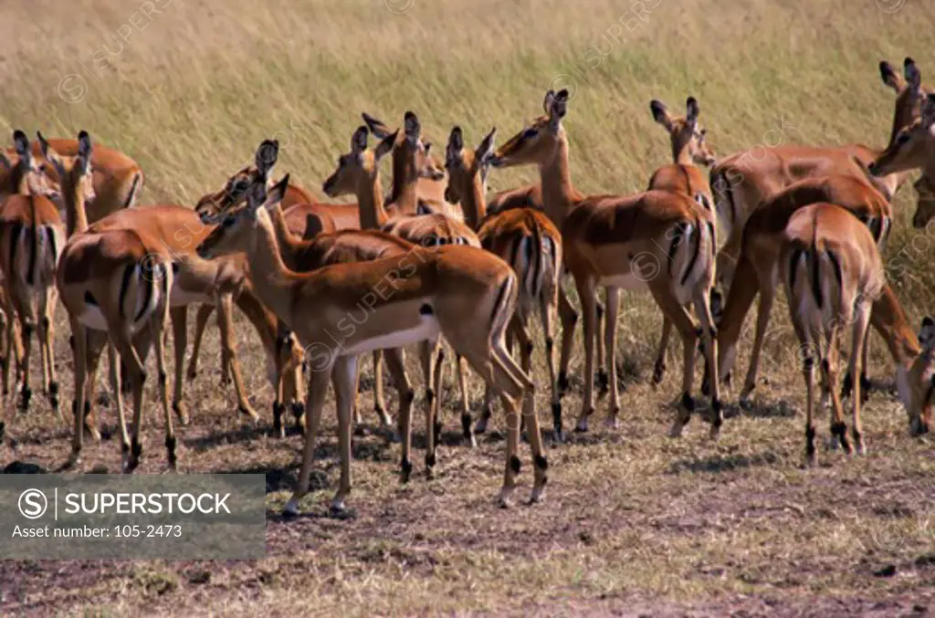 Herd of Impalas in the wild