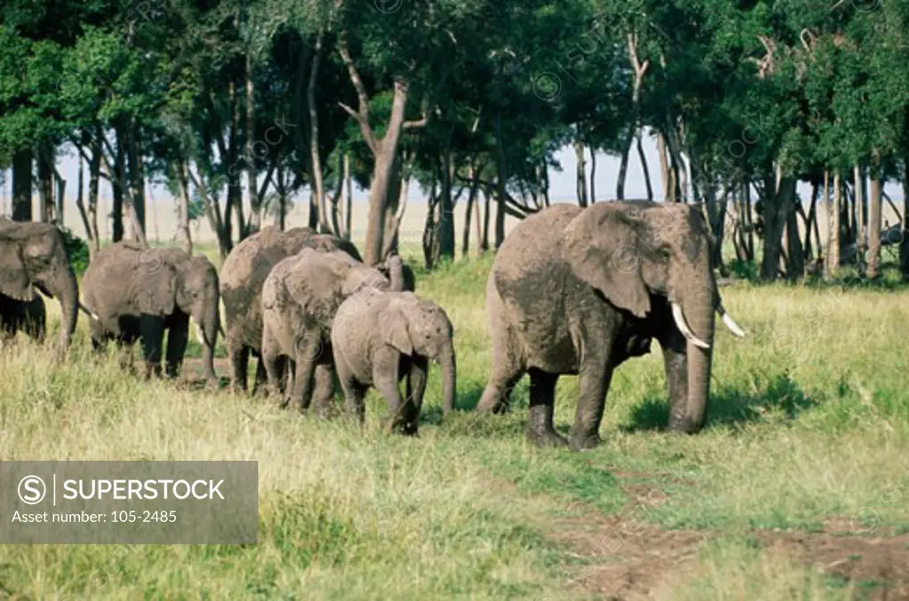 Herd of elephants walking through the forest