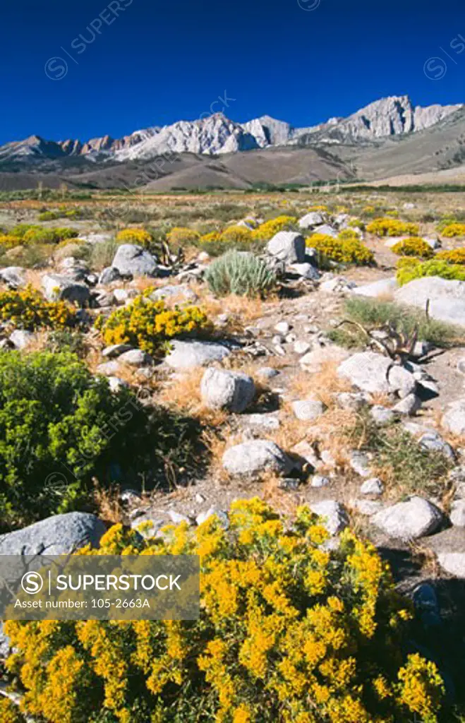 Eastern Sierra Mountains,  USA,  California,  Californian Sierra Nevada