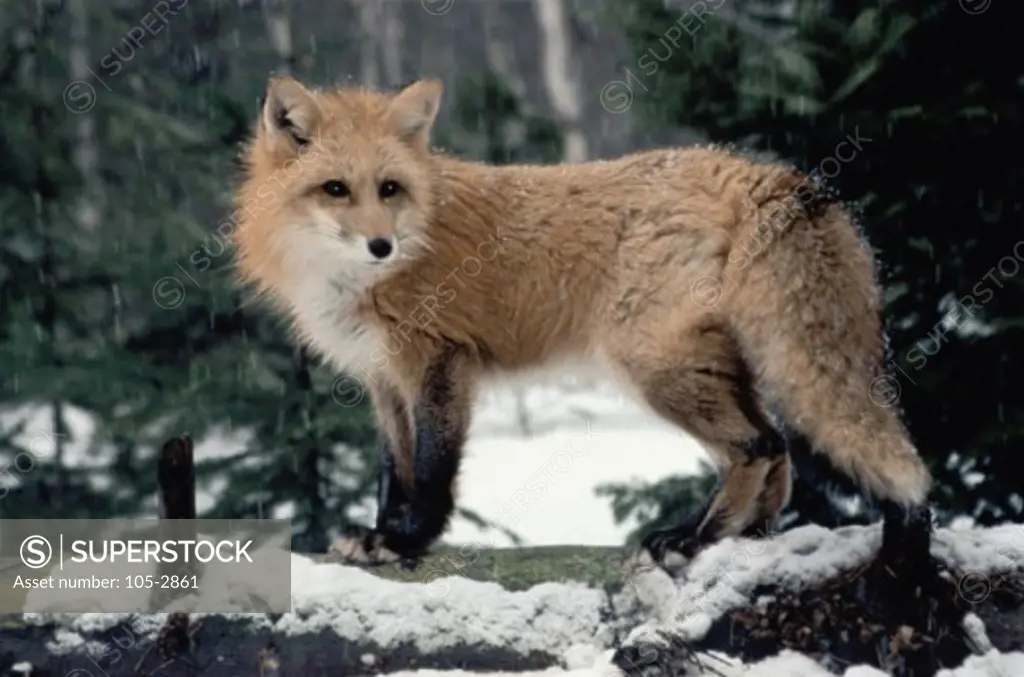 Close-up of a Red Fox in a forest (Vulpes vulpes)