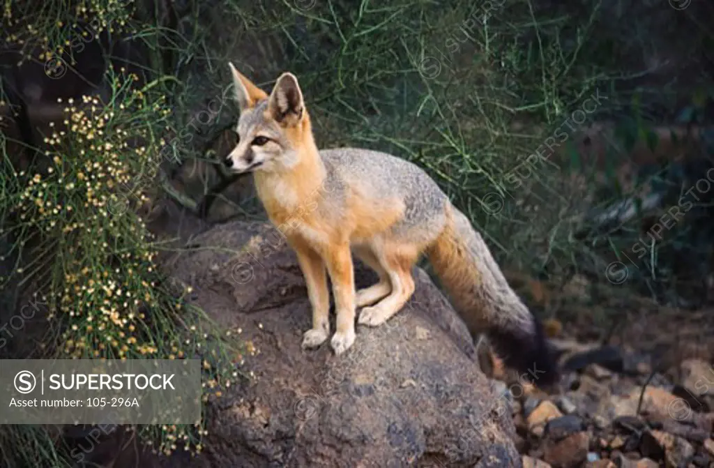 Kit fox (Vulpes macrotis) sitting on a rock