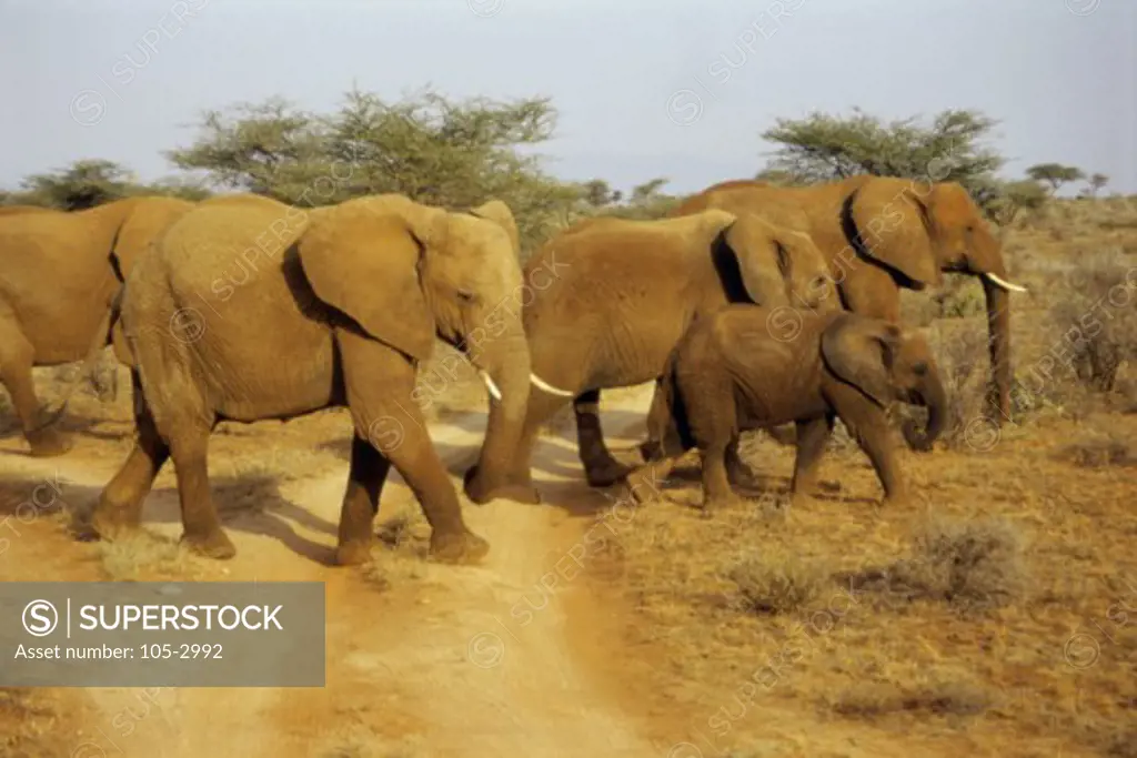 Elephants Samburu Game Reserve Kenya