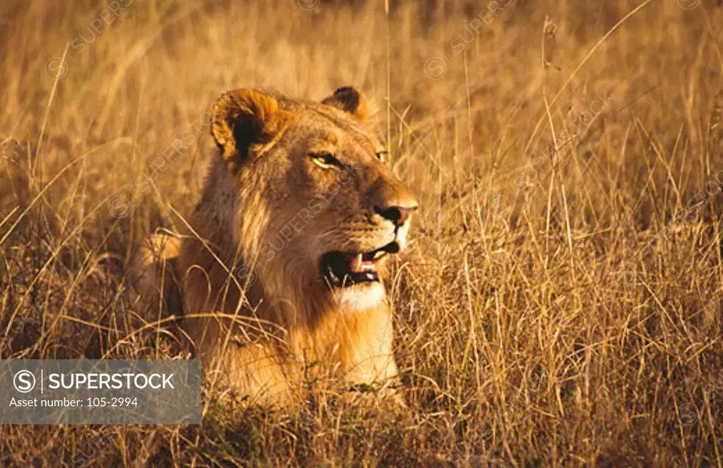 Lion (Panthera leo) sitting in a field