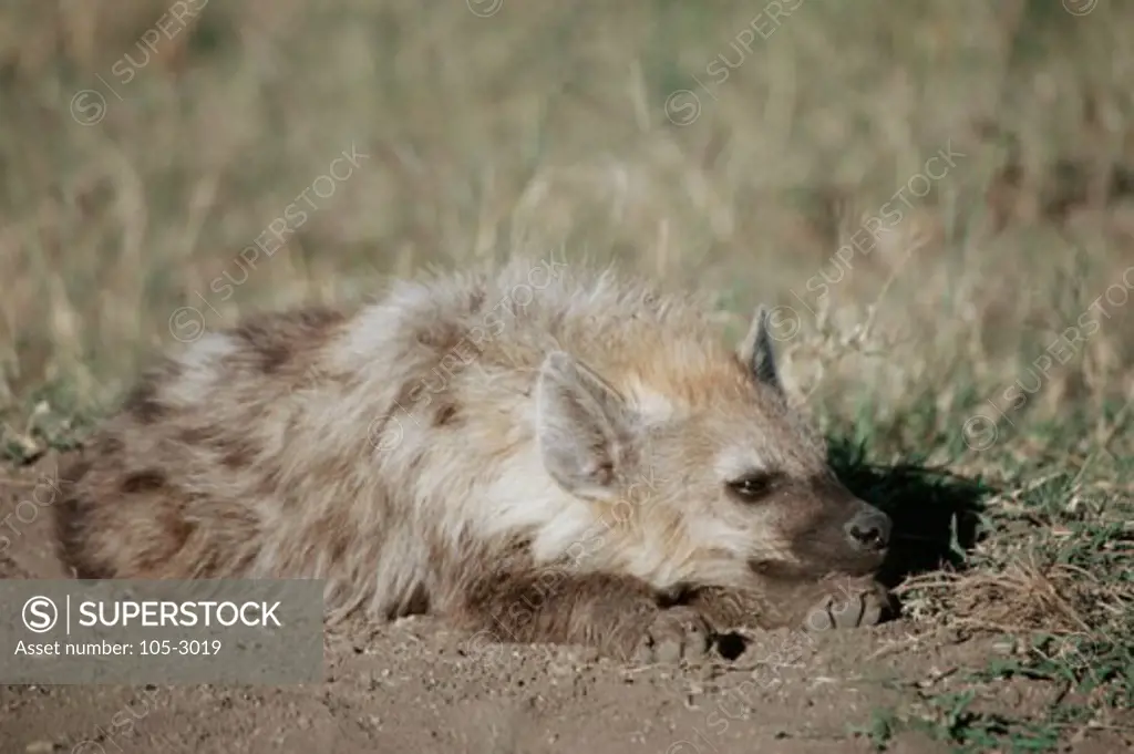 Spotted Hyena lying on the ground
