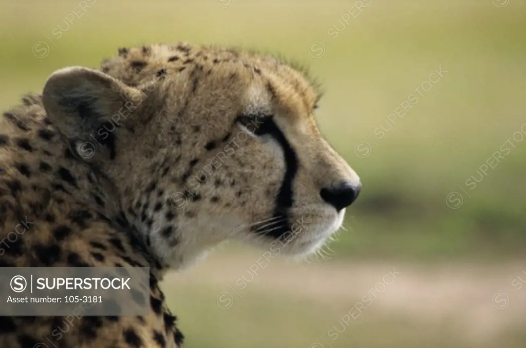 Close-up of a cheetah (Acinonyx jubatus)