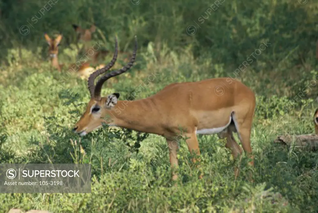 Side profile of an impala grazing in the forest, Samburu Game Reserve, Kenya (Aepyceros melampus)