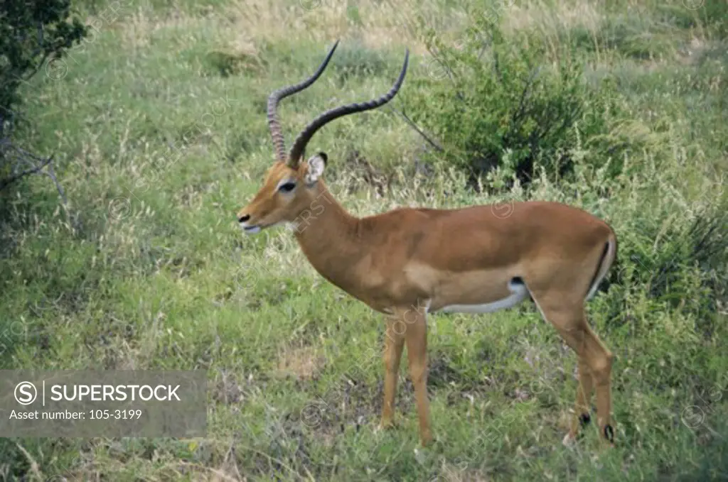 Side profile of an impala standing in a forest (Aepyceros melampus)
