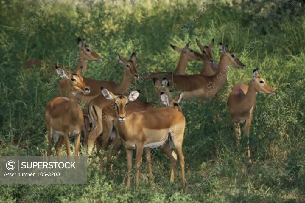 Group of impalas standing in a forest (Aepyceros melampus)