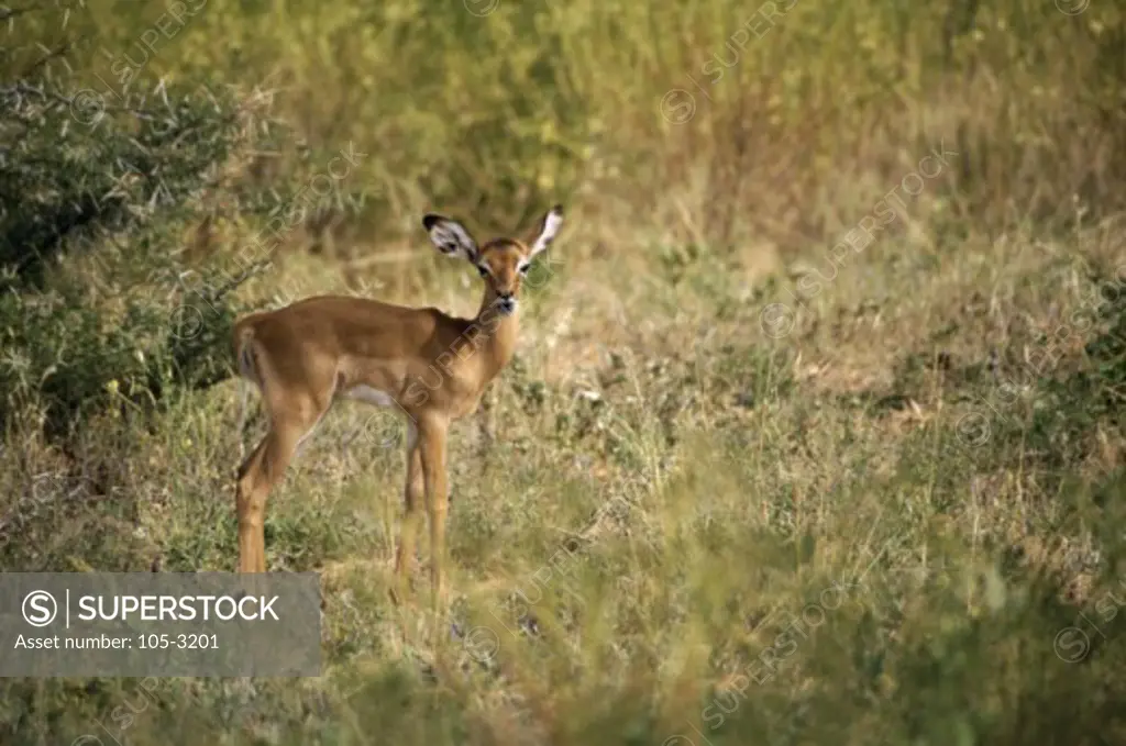 Side profile of an impala standing in a forest (Aepyceros melampus)
