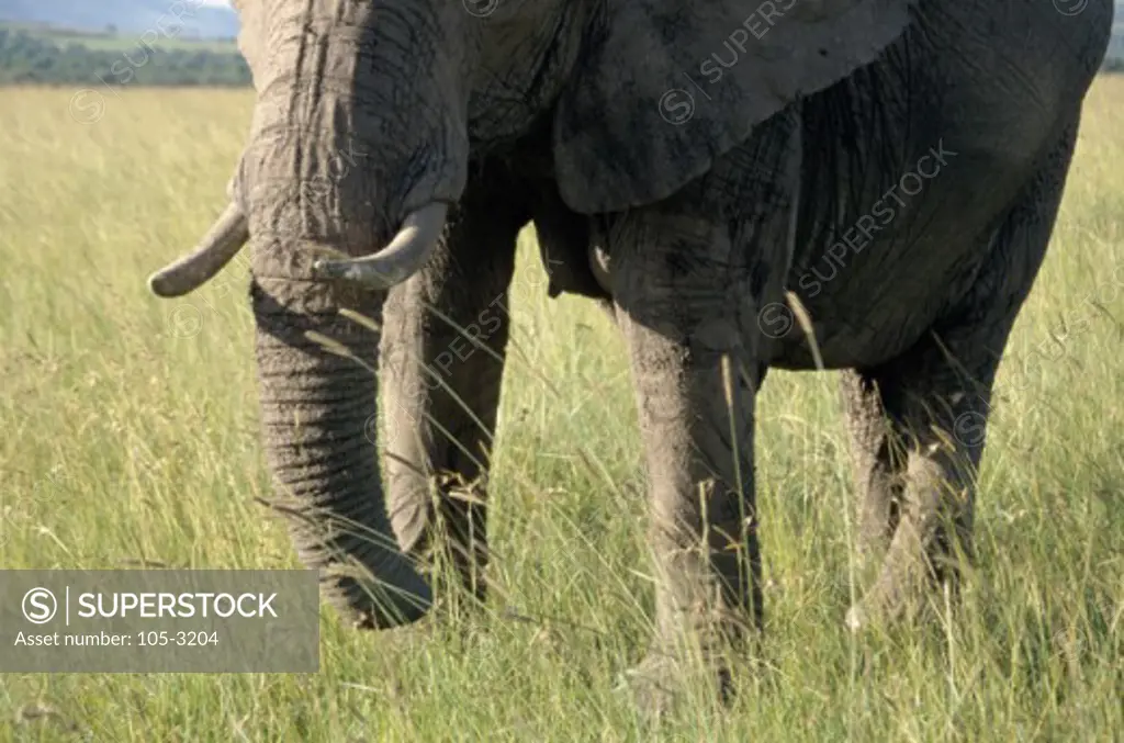 Close-up of an African Elephant standing in a field, Samburu Game Reserve, Kenya (Loxodonta africana)