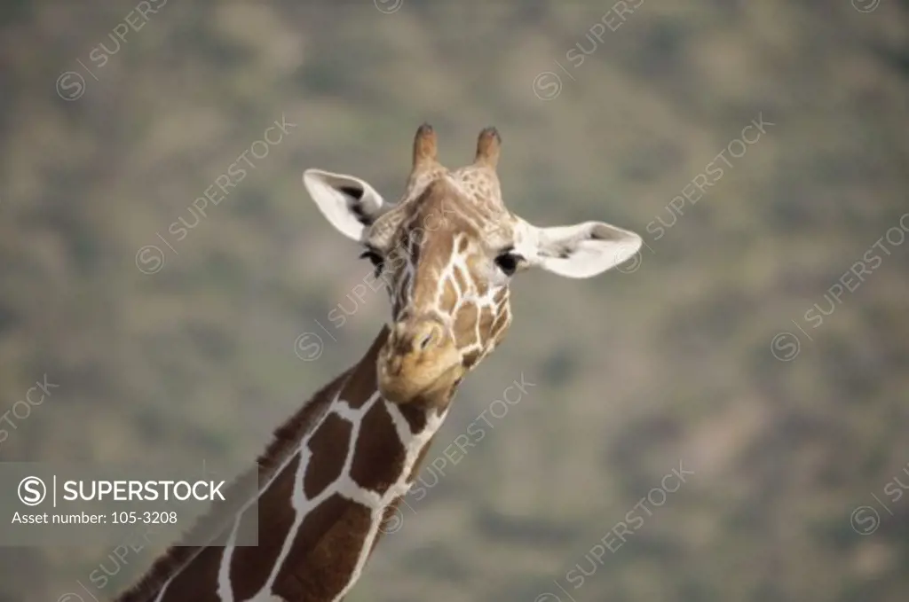 Close-up of the reticulated Giraffe