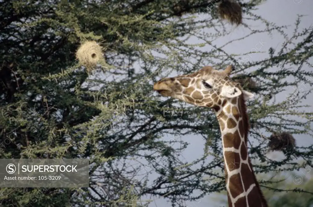 Close-up of a Reticulated Giraffe eating tree leaves (Giraffa camelopardalis reticulata)