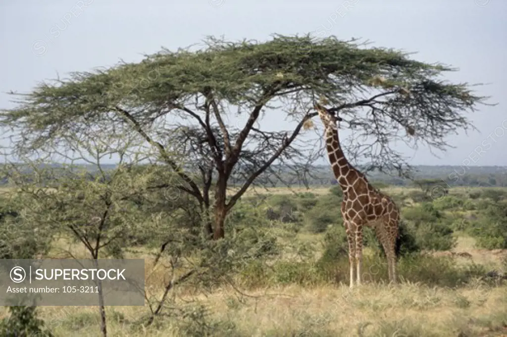 Side profile of a Reticulated Giraffe eating tree leaves (Giraffa camelopardalis reticulata)