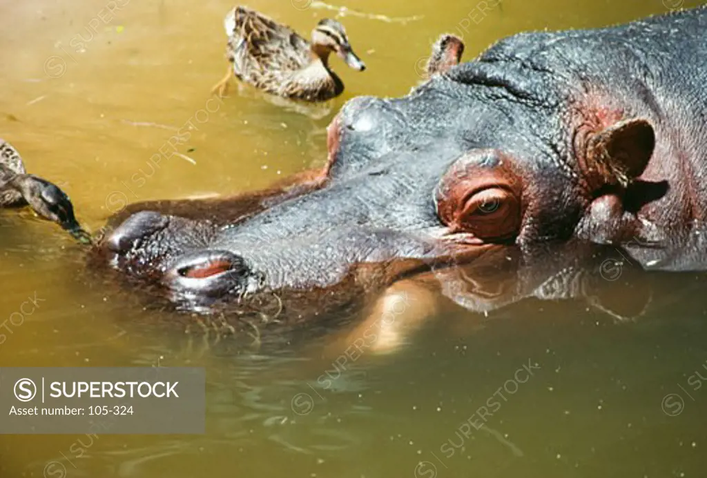 Hippopotamus (Hippopotamus amphibius) swimming in a river