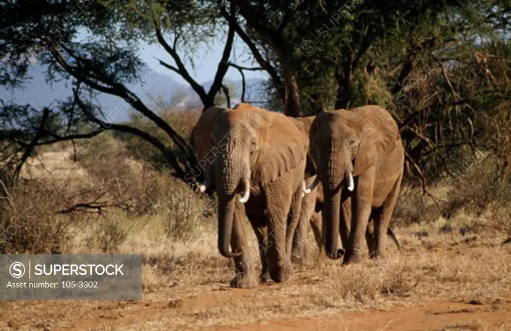 Bull Elephants Tsavo East National Park Kenya