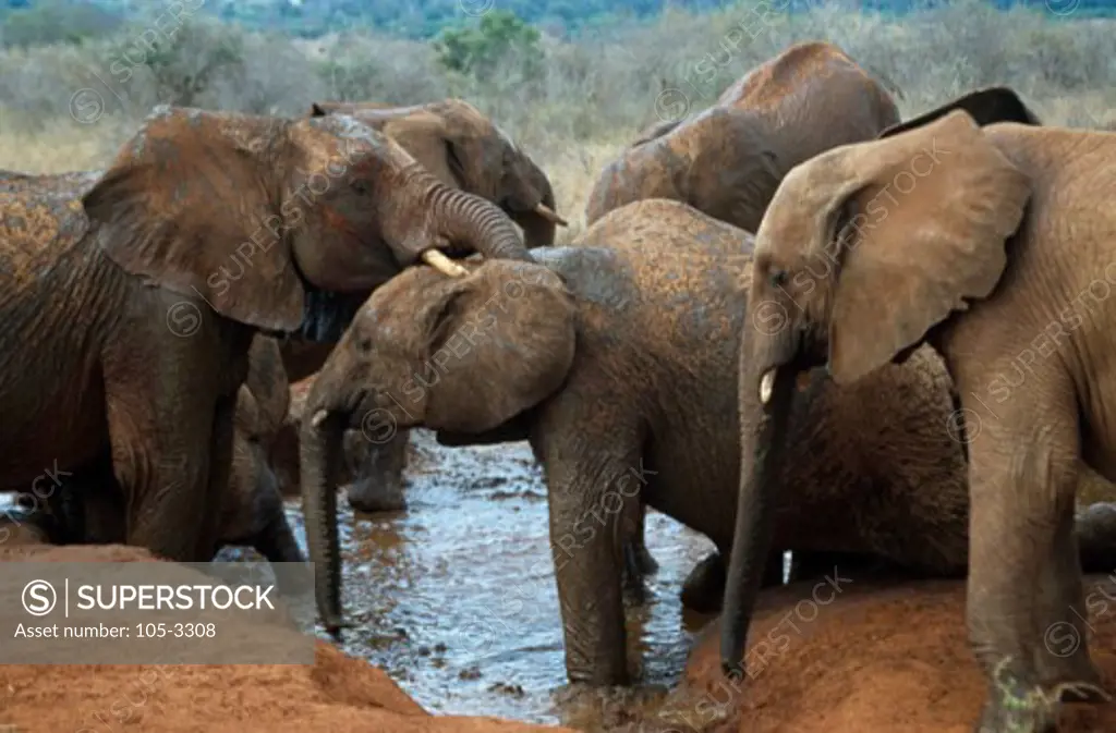 Elephants Tsavo East National Park Kenya