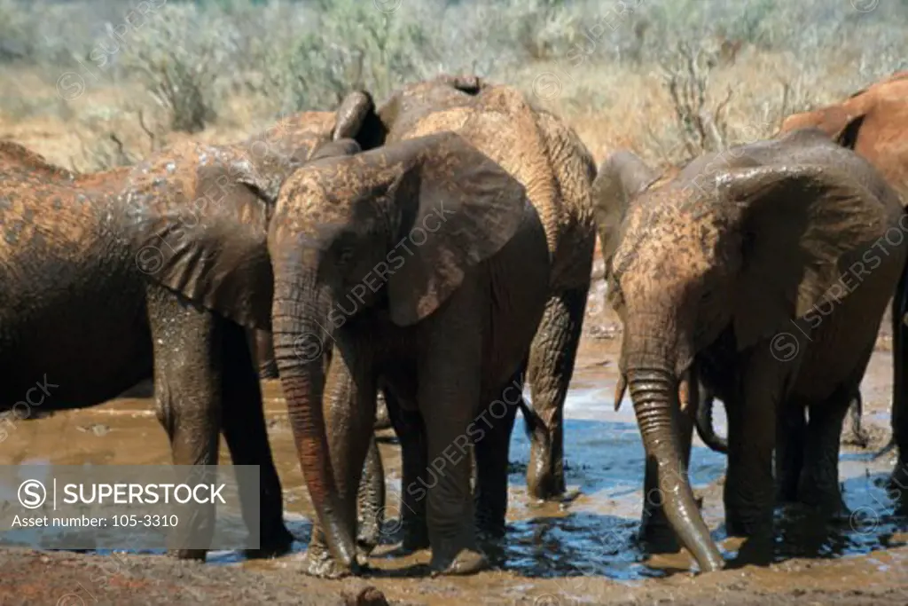Elephants Tsavo East National Park Kenya