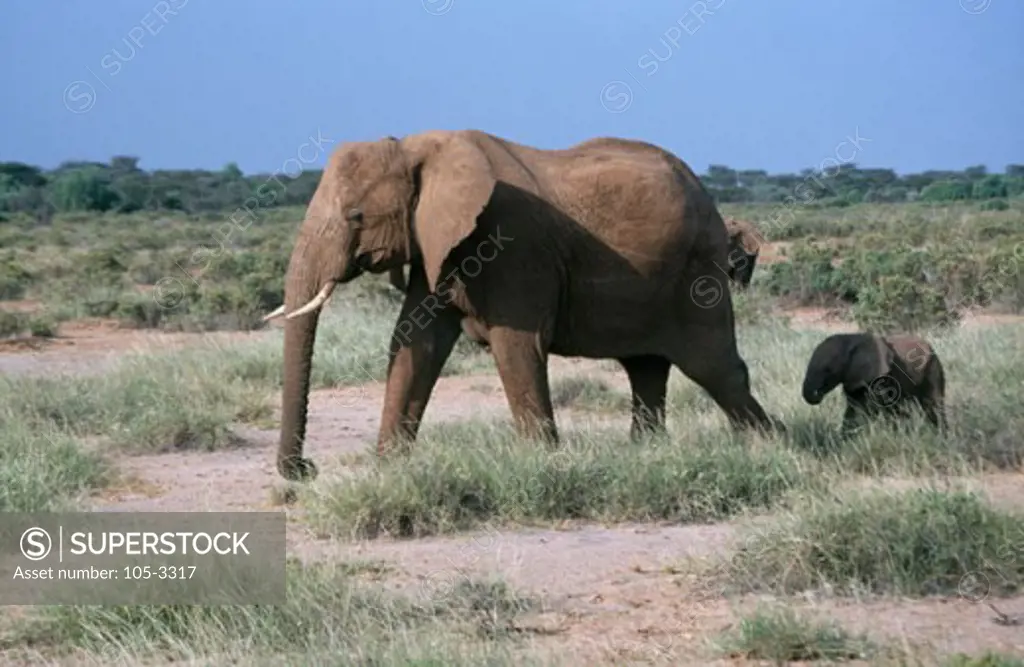African Elephants Samburu Game Reserve Kenya