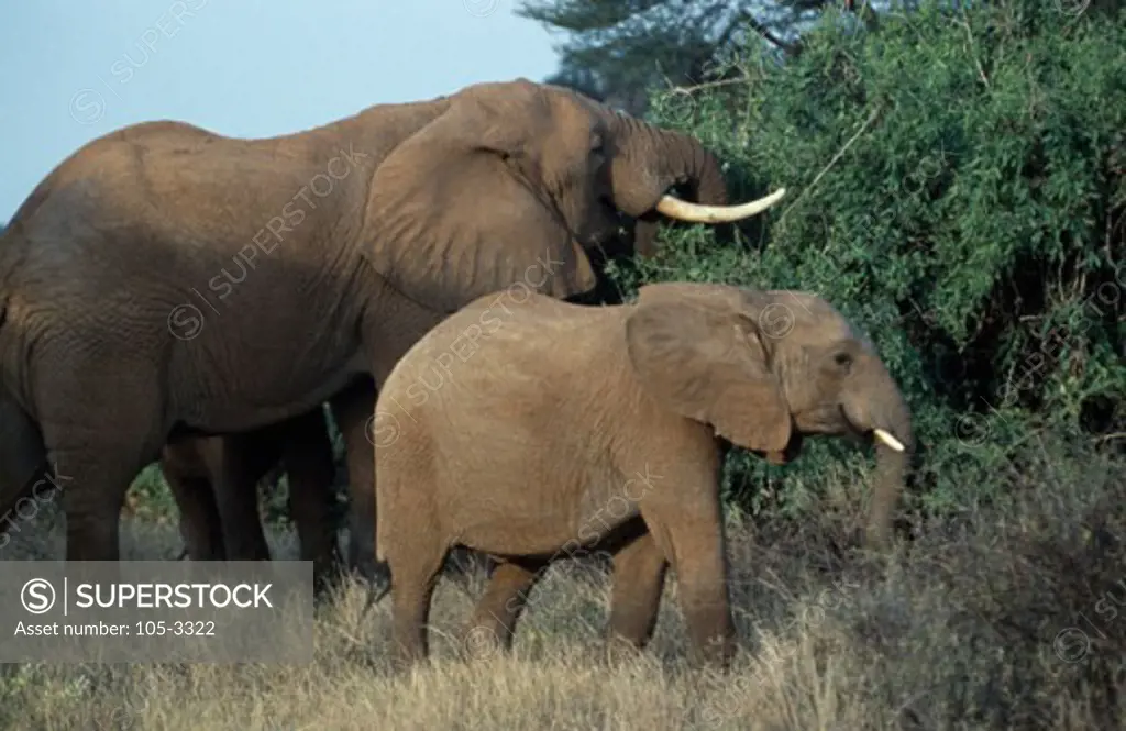 Elephants Samburu Game Reserve Kenya