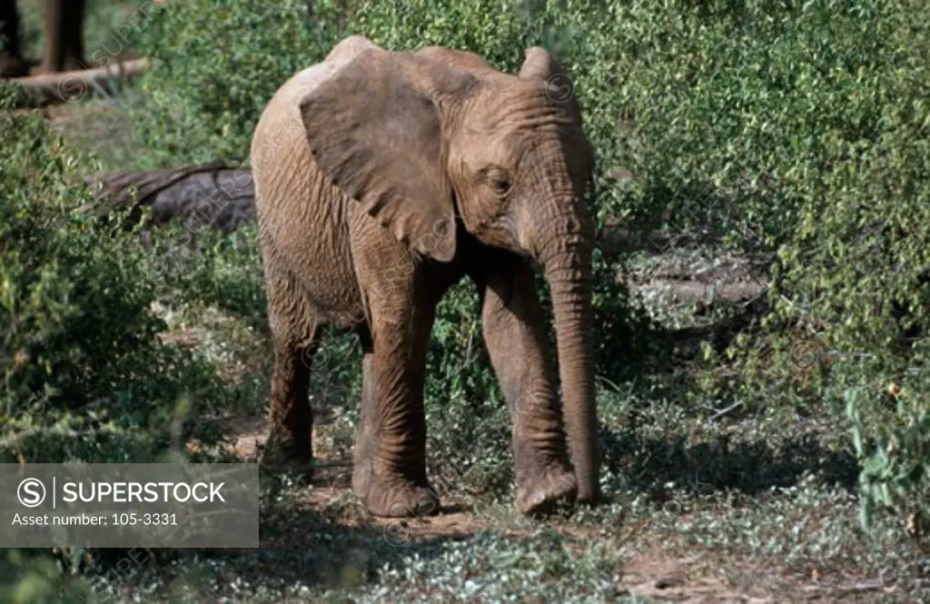 African Elephant Samburu Game Reserve Kenya
