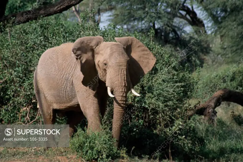 African Elephant Samburu Game Reserve Kenya