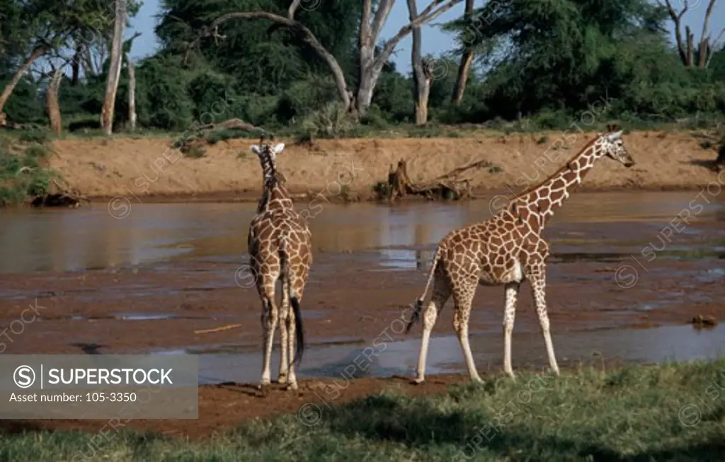 Reticulated Giraffes Samburu Game Reserve Kenya