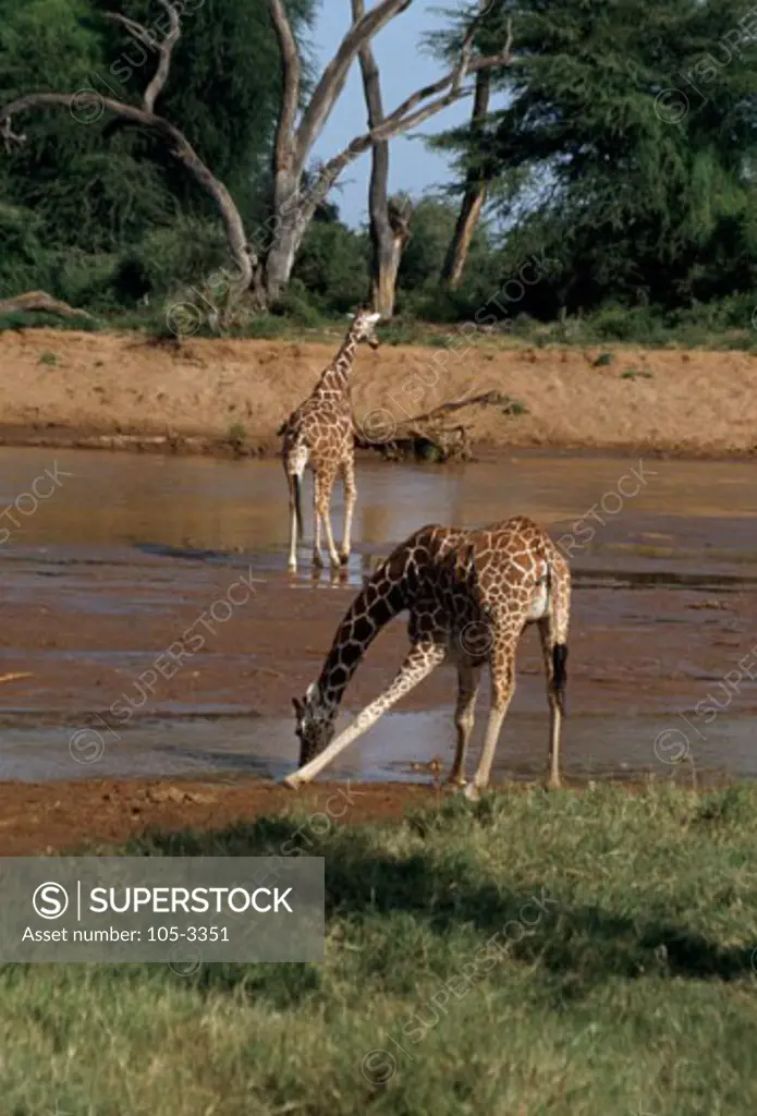 Reticulated Giraffes Samburu Game Reserve Kenya